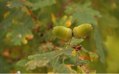 L’automne en Médecine Traditionnelle Chinoise