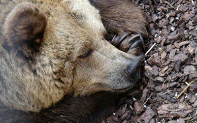 Hibernation positive ? Pourquoi pas vous?