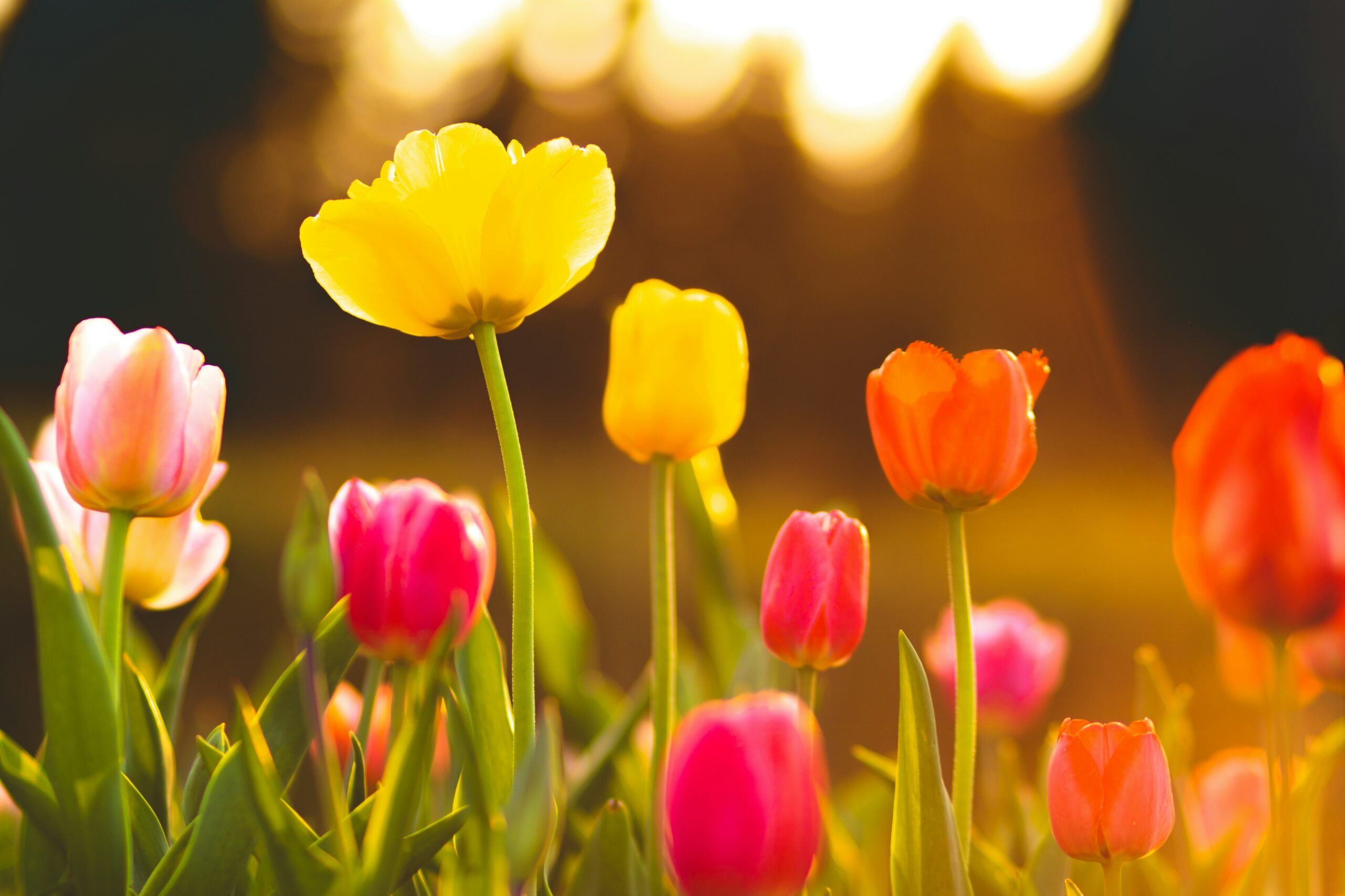equinoxe de printemps